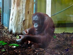 Tiergarten Schönbrunn am 24.02.2026